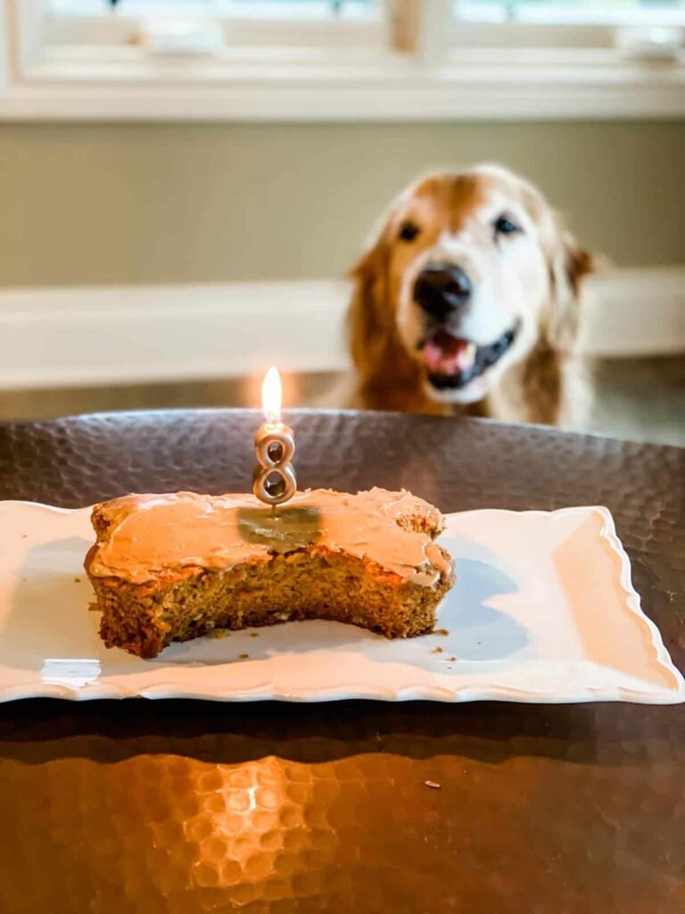 Homemade dog birthday cake with peanut butter frosting shaped for a dog birthday celebration