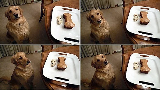 einstein-birthday-cake-collage New