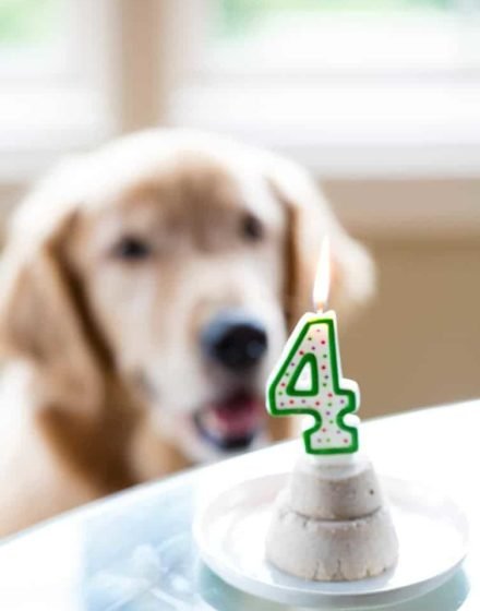 duke-4th-birthday Frozen Pupcakes